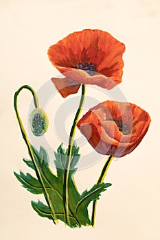 Red poppy flowers acrylic artistic handmade watercolor painting on white