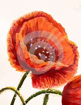 Red poppy flowers acrylic artistic handmade watercolor painting on white