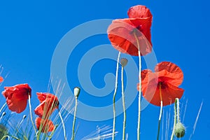 Red poppy flowers against blue sky