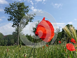 Red poppy flowers against cloudy sky