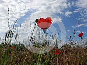 Red poppy flowers against cloudy sky