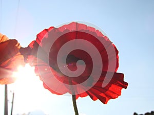 Red poppy flowers against sky. Shallow depth of field