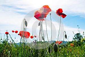 Red poppy flowers on agricultural fields. Blue sky with clouds in the background