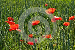 Red poppy flowers on the background of green wheat.