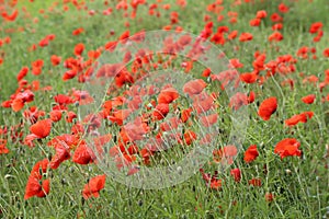 Red poppy flowers