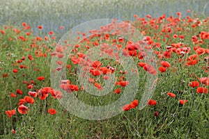 Red poppy flowers