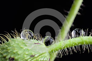 Red Poppy flowers on black background and water drops