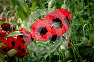 Red poppy flowers with black spots (Papaver commutatum \'Ladybird\