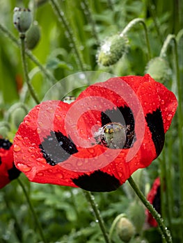 Red poppy flowers with black spots (Papaver commutatum \'Ladybird\