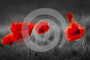 Red Poppy Flowers on black and white background