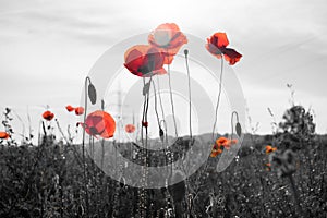 Red poppy flowers on a black and white background