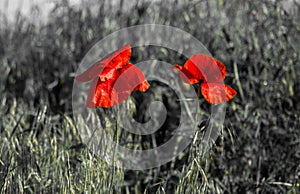 Red poppy flowers on a black and white background