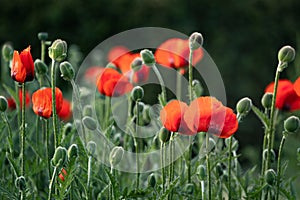 red poppy flowers bloom in the grass, Soft focus blur photo