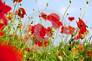 Red poppy flowers in bloom on green grass and blue sky blurred background closeup, beautiful poppies field blossom on sunny summer