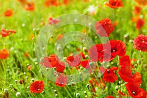 Red poppy flowers in bloom, yellow sunlight on green grass blurred background closeup, beautiful poppies field blossom