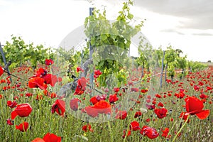 Red poppy flowers blooming in ecologic vineyard photo