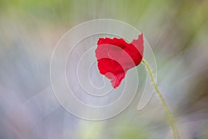 Red poppy flowers blooming in the green grass field, f