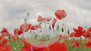 Red poppy flowers blooming in green spring field. poppies in the meadow. wild poppy