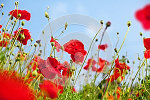 Red poppy flowers blossom on green grass and blue sky blurred background close up, beautiful blooming poppies field sunny summer