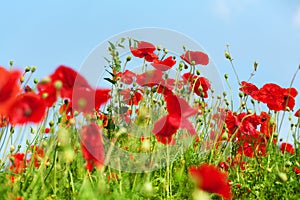 Red poppy flowers blossom on green grass and blue sky blurred background close up, beautiful poppies field in bloom sunny summer
