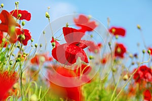 Red poppy flowers blossom on green leaves and blue sky blurred background closeup, beautiful poppies field in bloom, sunny summer