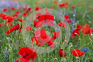 Red poppy flowers and blue false indigo blooming in a meadow