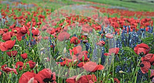 Red poppy flowers and blue false indigo blooming in a meadow