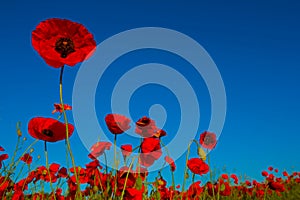 red poppy flowers on blue sky background