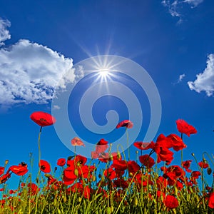 red poppy flowers on blue sky under a sparkle sun