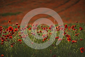 Red poppy flowers and buds on a meadow on a green natural background. Close-up soft focus blurred background