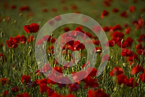 Red poppy flowers and buds on a meadow on a green natural background. Close-up soft focus blurred background