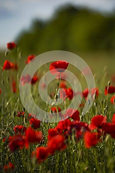 Red poppy flowers and buds on a meadow on a green natural background. Close-up soft focus blurred background