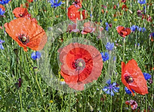 Red poppy Flowers close up