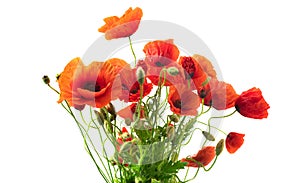 Red Poppy flowers closeup. Bouquet of blooming Poppies isolated on whit