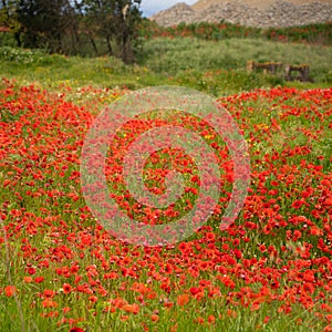 Red poppy flowers in a countryside meadow