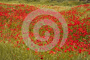 Red poppy flowers in a countryside meadow