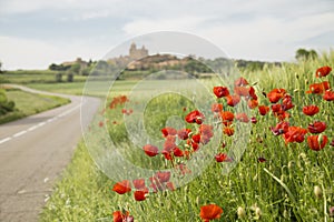 Red poppy flowers on a countryside road