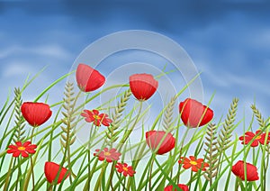 Red poppy-flowers and daisies on summer meadow