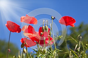 Red poppy flowers in a field