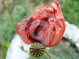 Red poppy flowers on the field as symbol for Remembrance Day