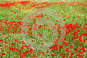 Red poppy flowers field blooming in spring photo