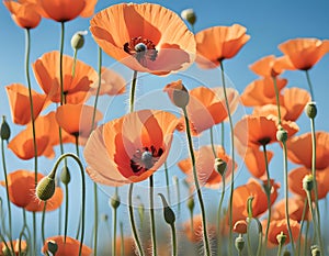 Red poppy flowers in the field. Close up.