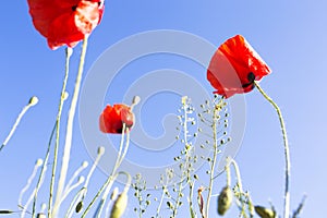 Red poppy flowers field nature spring background with sun