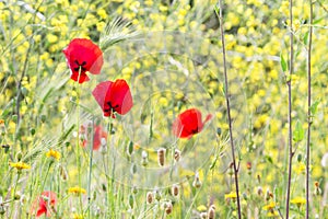 Red poppy flowers on the field, symbol for Remembrance Day