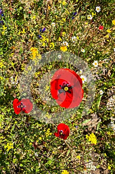 Red poppy flowers in the field, Tolox, Malaga