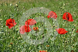 Red poppy flowers in green field