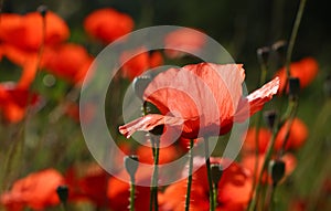 Red poppy flowers in green field