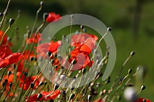 Red poppy flowers in green field
