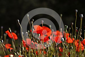 Red poppy flowers in green field