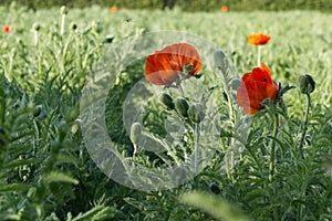 Red poppy flowers in the green field.